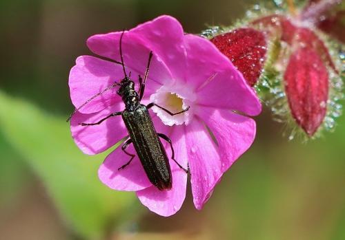Réf. 306 449 : Oedemera sp.